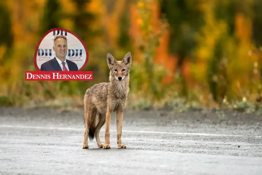 Coyote standing cautiously on a quiet rural road with autumn-colored trees in the background, representing wildlife hazards for drivers, with the Dennis Hernandez Injury Attorneys logo shown.