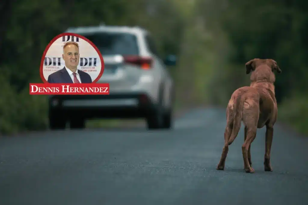 Dog standing in the middle of a rural road looking toward an approaching car, with the Dennis Hernandez Injury Attorneys logo overlay.